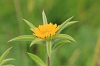 Common Fleabane _MG_1786